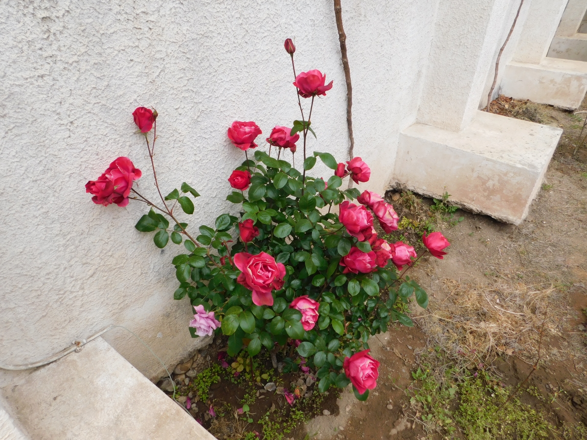 En este ramillete de hermosas rosas rojas, ya se ve ms claro cul es la rosa de otro color, como concho de vino jajjajja