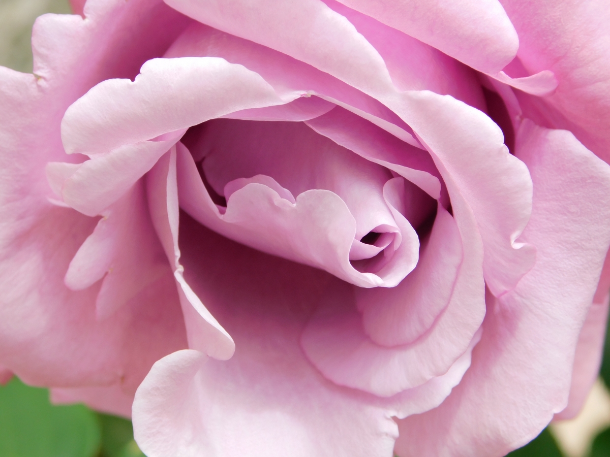 Este es un acercamiento para ver lo sano de sus ptalos y la belleza en s de esta rosa, con su color impresionante