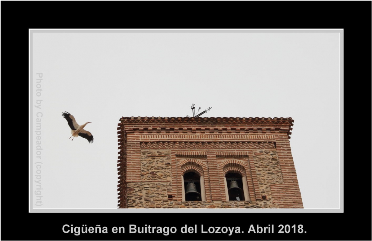Cigea en Buitrago del Lozoya. Photo by Campeador.