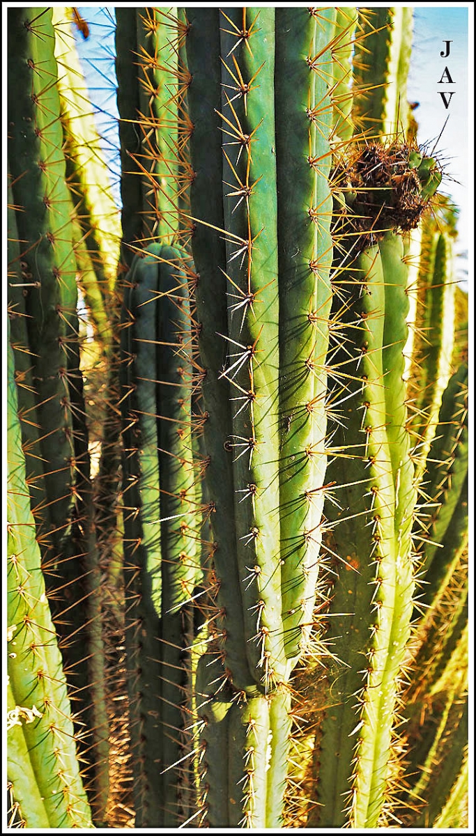 Jardns del Mossn Costa i Llobera. 60