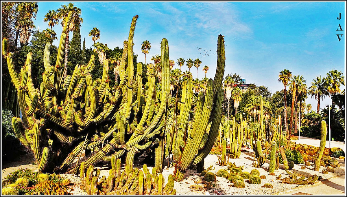 Jardns del Mossn Costa i Llobera. 61