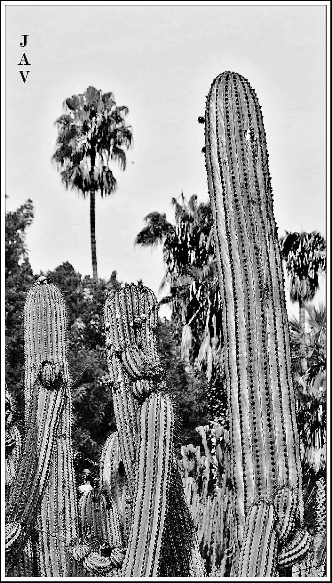 Jardns del Mossn Costa i Llobera. 62