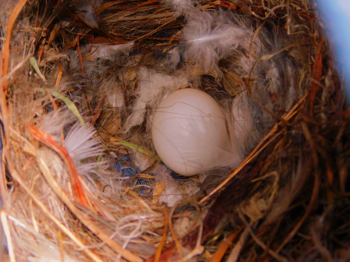 Que paciencia para construir su nido y despus abrigar al huevo para que el milagro se produzca, el nacimiento de un ave que nos acompaara con su can