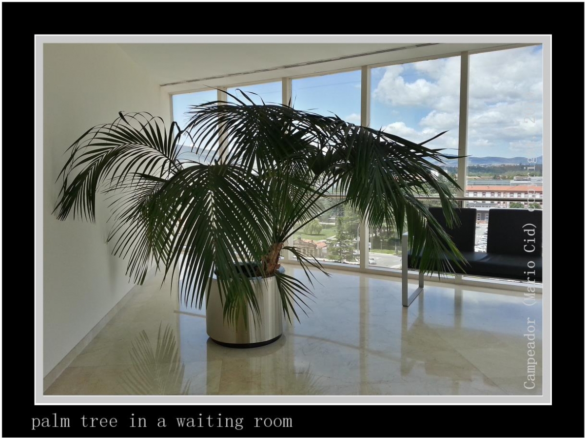 palm tree in a waiting room - palmera en una sala de espera- Photography by Campeador