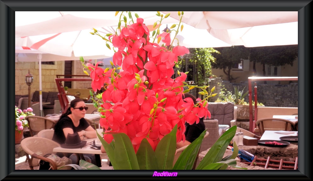 Hermosa flor roja en una cafetera de Budva