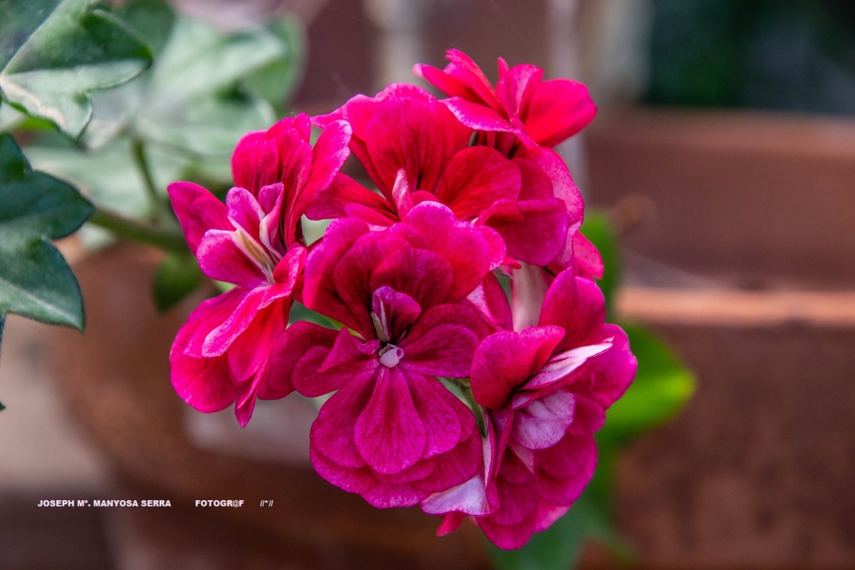 Elegancia floral