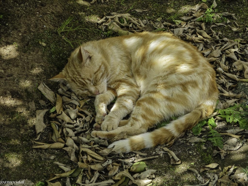 SIESTA MONACAL