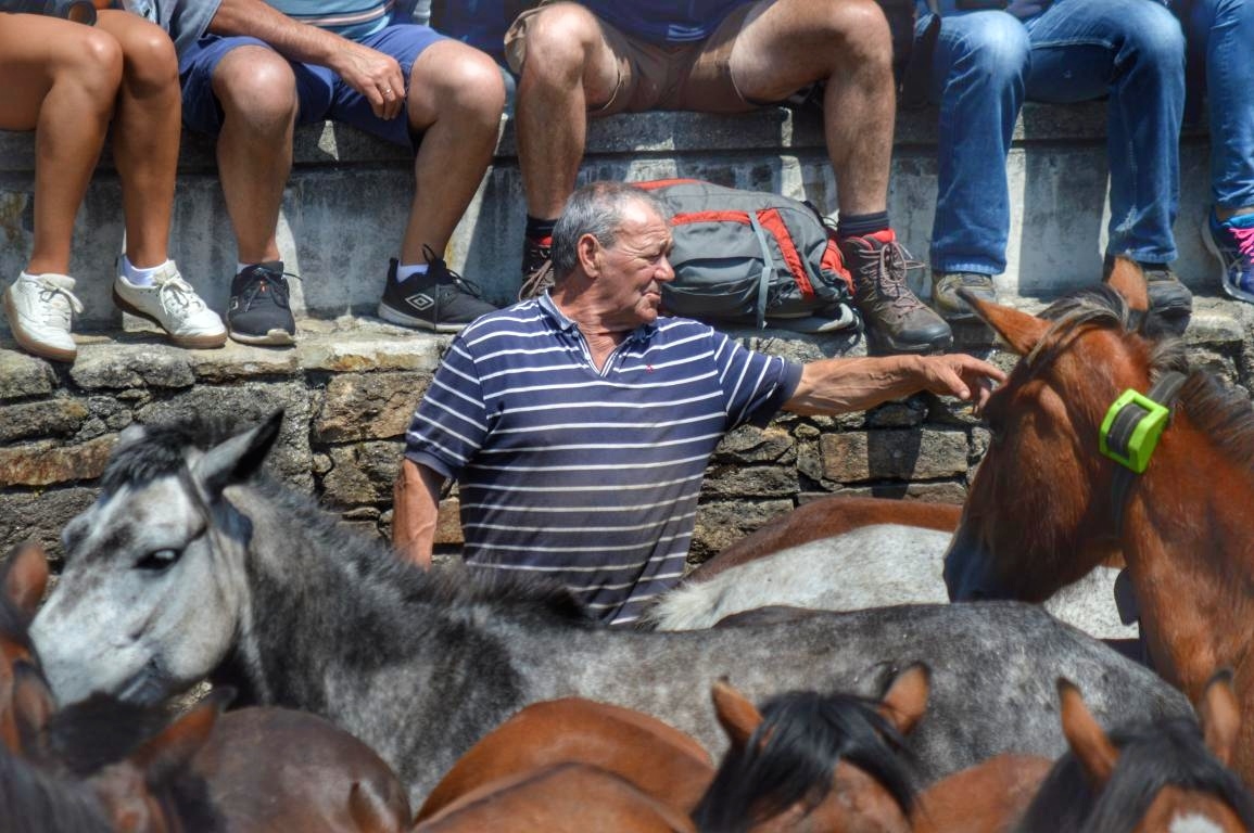 Rapa das Bestas de Sabucedo. A Estrada (pontevedra, Galicia) Festa de interese turstico internacional. Caballos