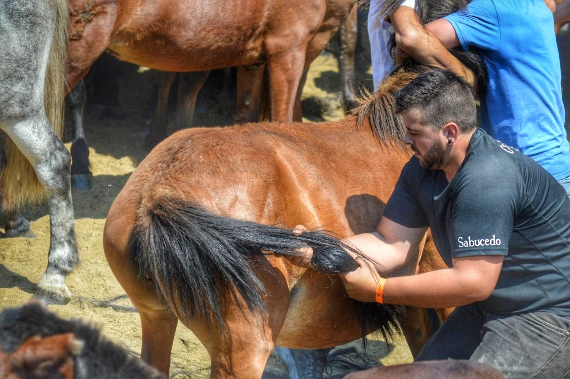 Rapa das Bestas de Sabucedo. A Estrada (pontevedra, Galicia) Festa de interese turstico internacional. Caballos