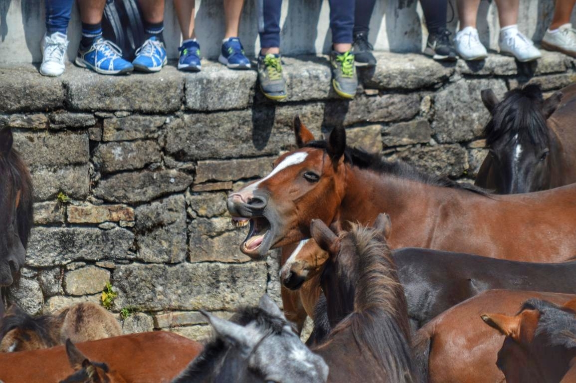 Rapa das Bestas de Sabucedo. A Estrada (pontevedra, Galicia) Festa de interese turstico internacional. Caballos