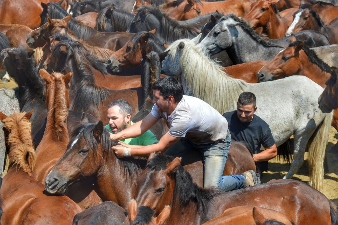 Rapa das Bestas de Sabucedo. A Estrada (pontevedra, Galicia) Festa de interese turstico internacional. Caballos