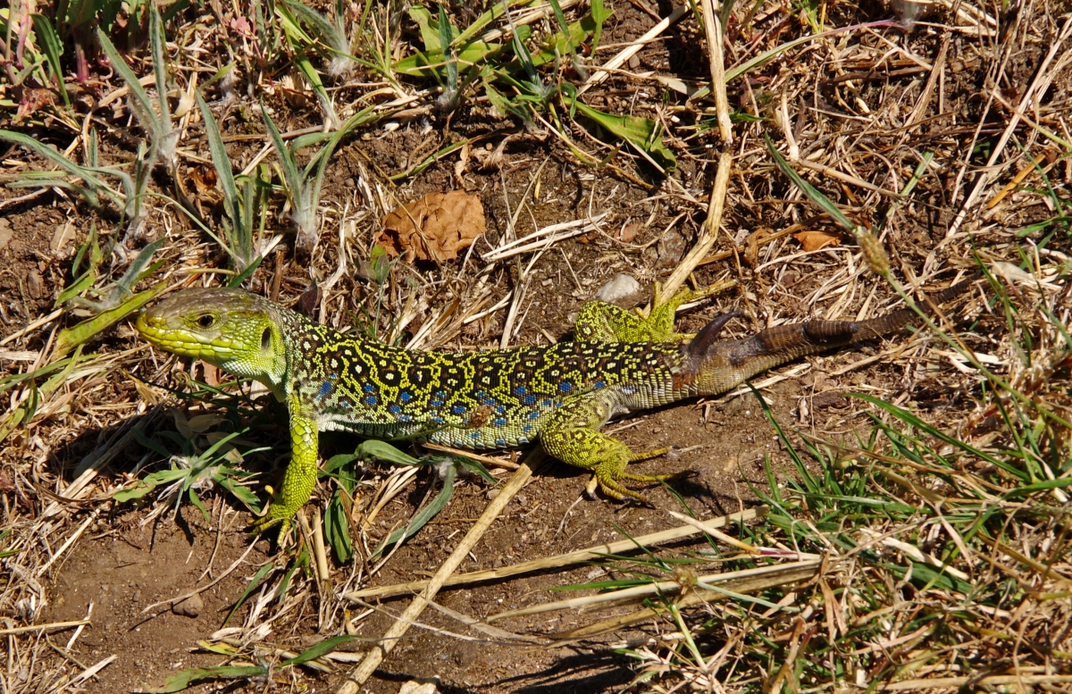 Lagarto Ocelado