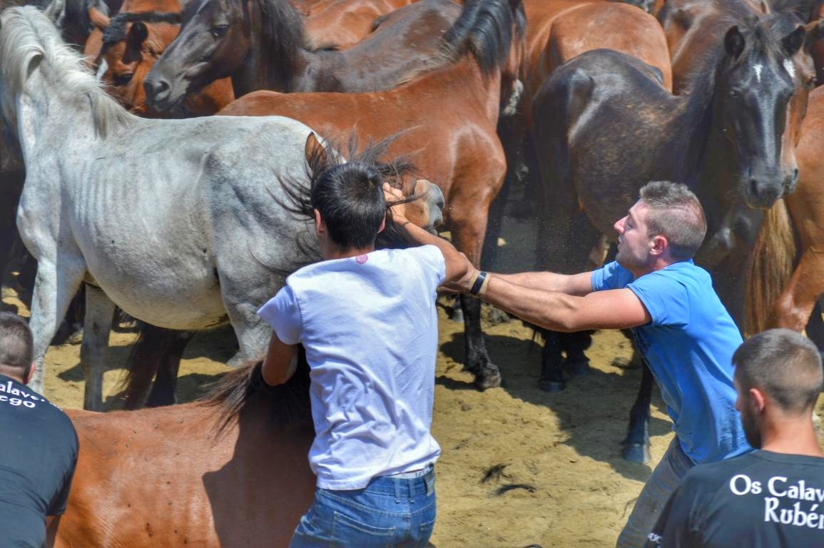 Rapa das Bestas de Sabucedo. A Estrada (pontevedra, Galicia) Festa de interese turstico internacional. Caballos