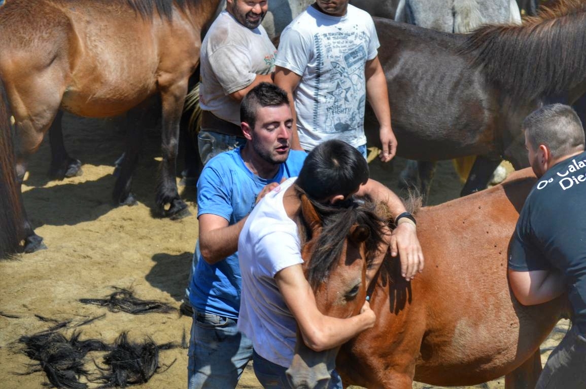 Rapa das Bestas de Sabucedo. A Estrada (pontevedra, Galicia) Festa de interese turstico internacional. Caballos