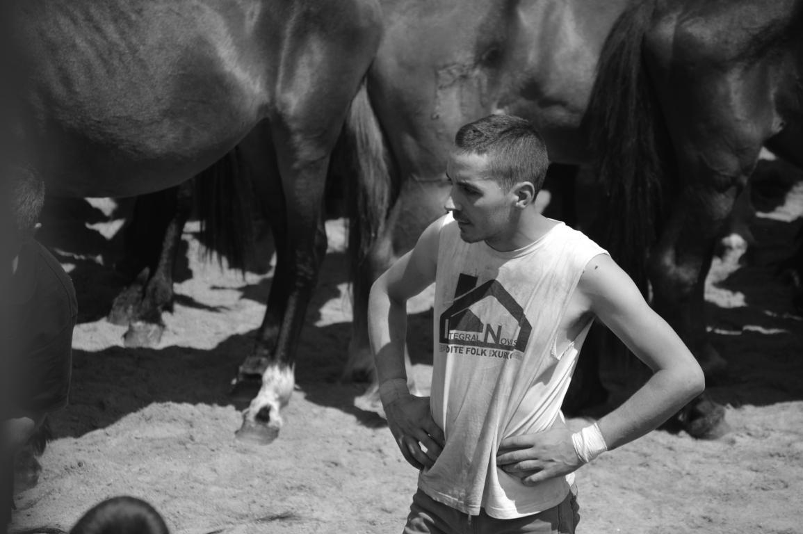Rapa das Bestas de Sabucedo. A Estrada (pontevedra, Galicia) Festa de interese turstico internacional. Caballos