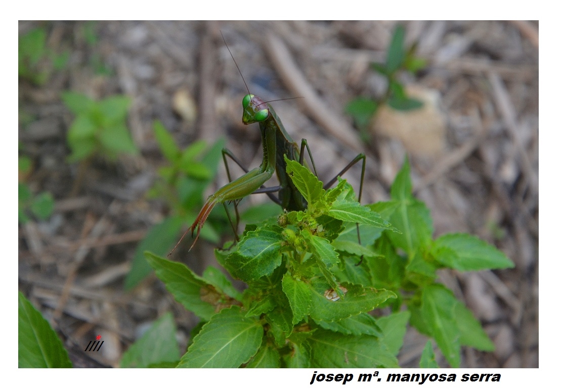 Mantis religiosa