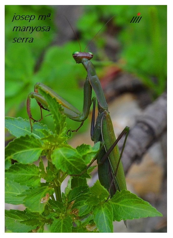 Mantis religiosa I