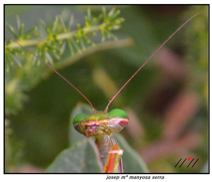 Mantis religiosa II