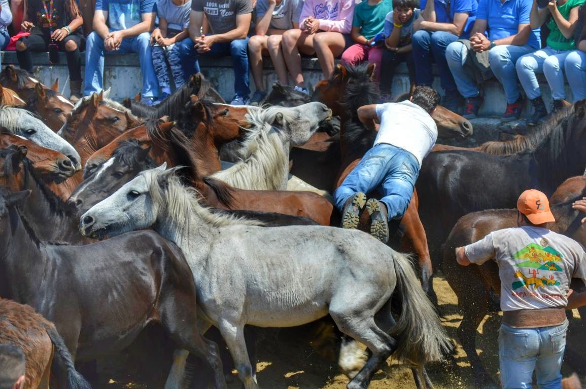 Rapa das Bestas de Sabucedo. A Estrada (pontevedra, Galicia) Festa de interese turstico internacional. Caballos