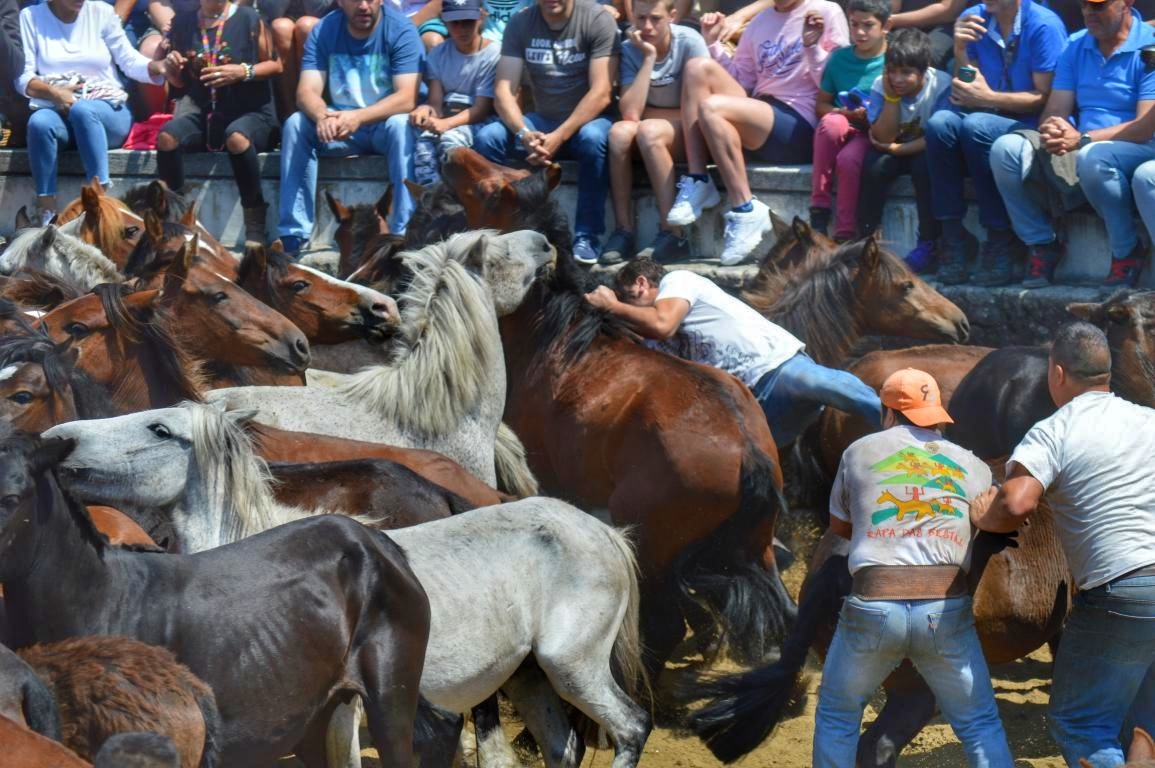 Rapa das Bestas de Sabucedo. A Estrada (pontevedra, Galicia) Festa de interese turstico internacional. Caballos