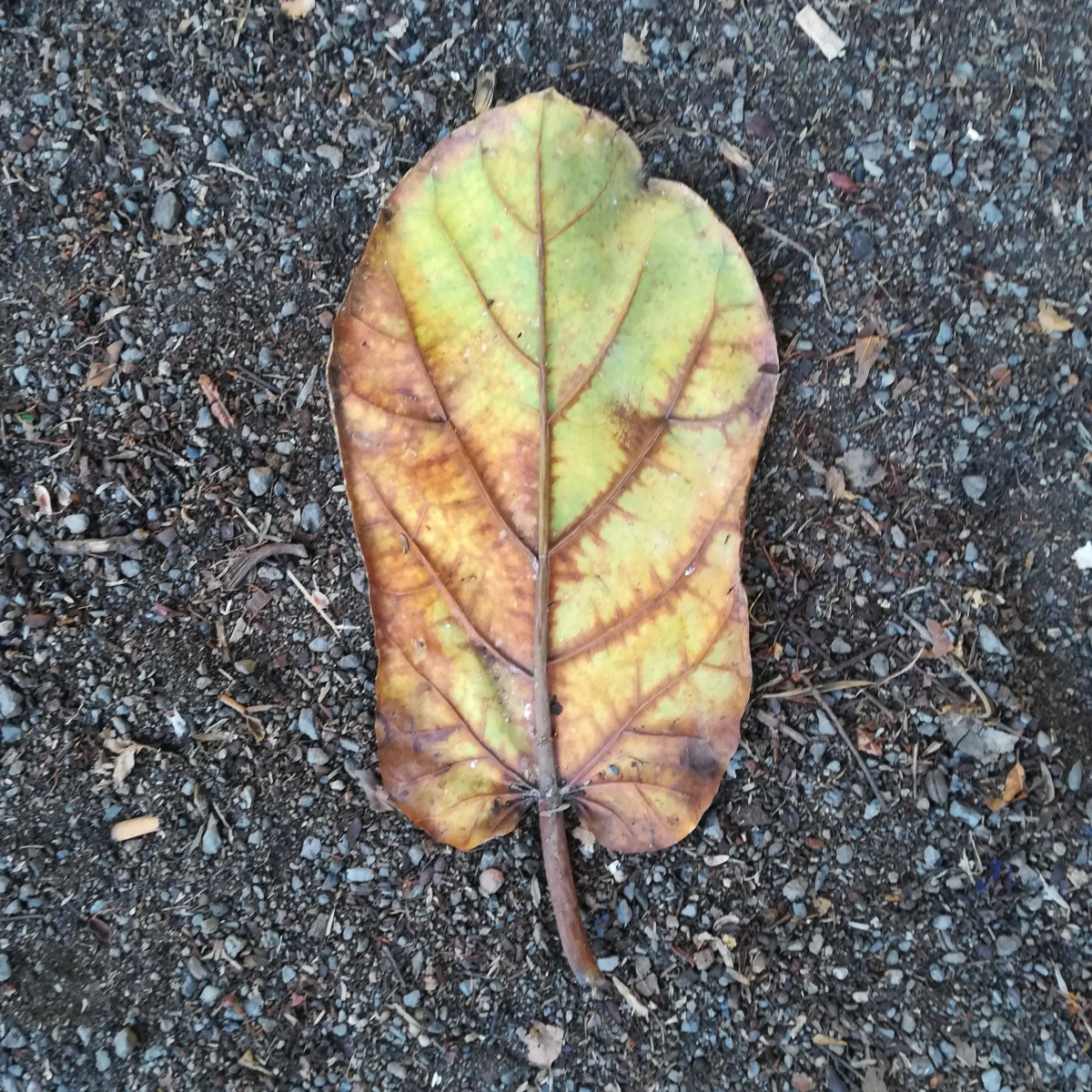 Una hoja en el camino