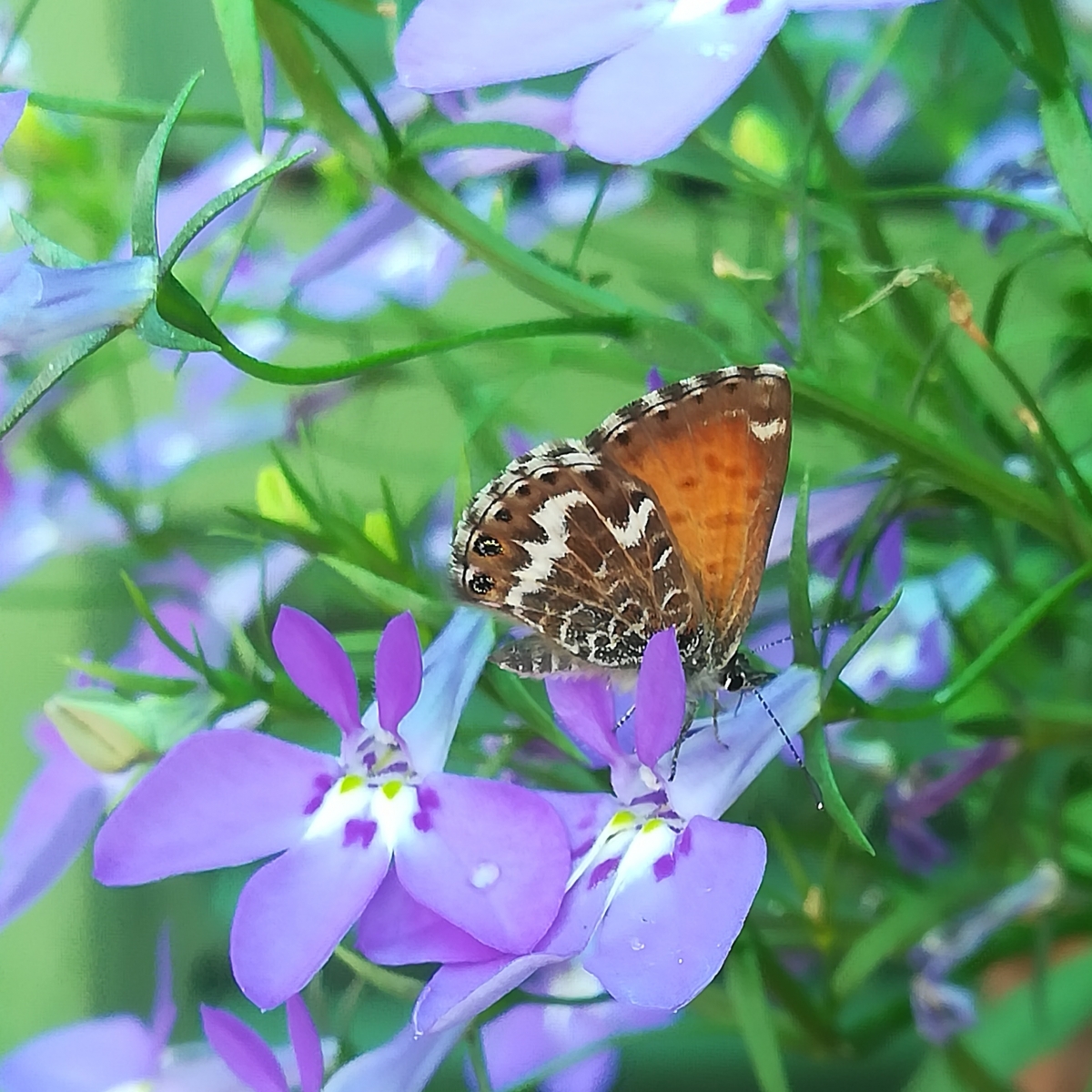 Primavera