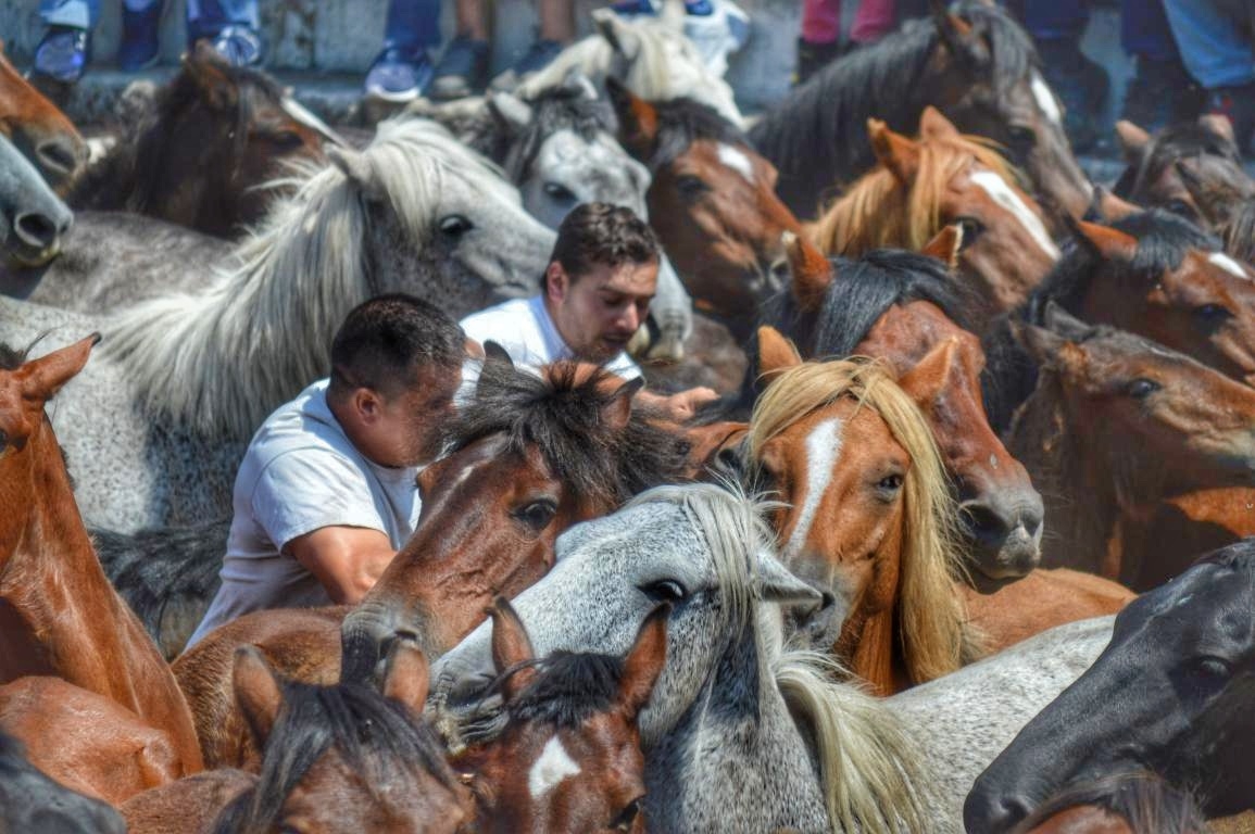 Rapa das Bestas de Sabucedo. A Estrada (pontevedra, Galicia) Festa de interese turstico internacional. Caballos
