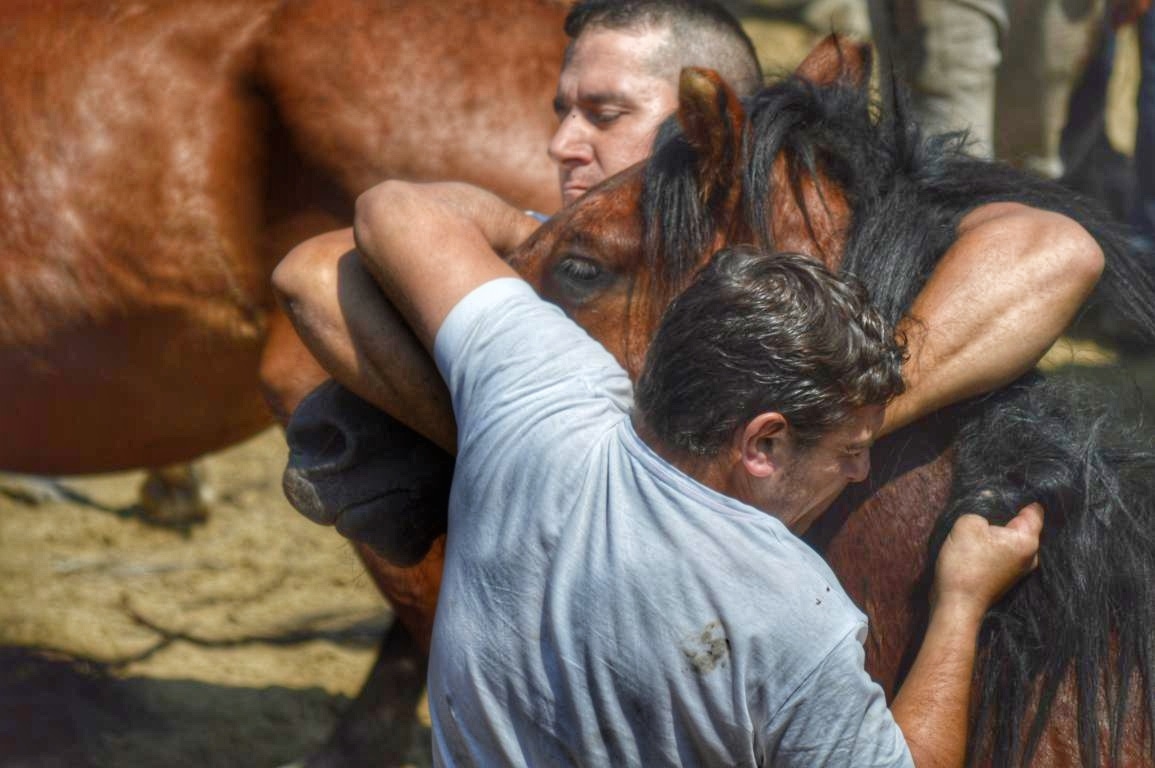 Rapa das Bestas de Sabucedo. A Estrada (pontevedra, Galicia) Festa de interese turstico internacional. Caballos