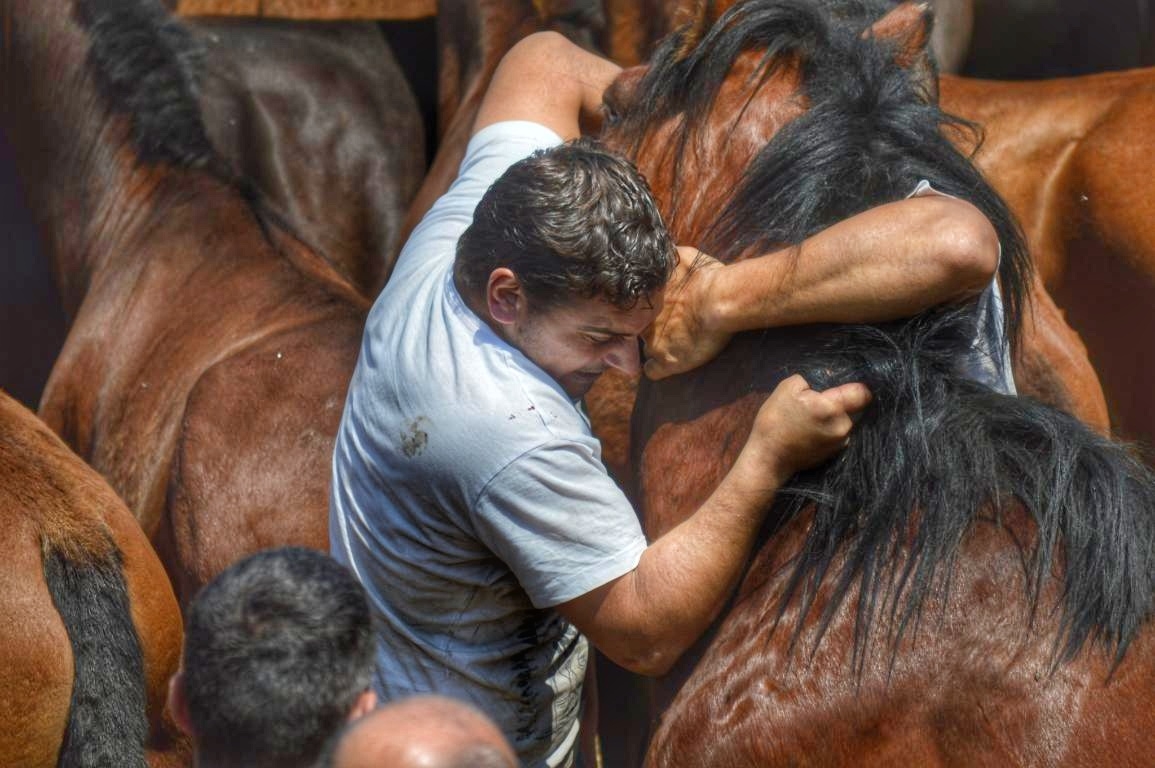 Rapa das Bestas de Sabucedo. A Estrada (pontevedra, Galicia) Festa de interese turstico internacional. Caballos