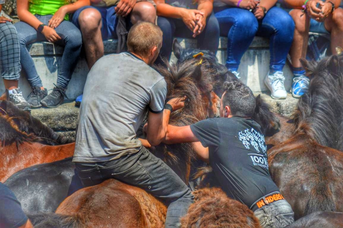 Rapa das Bestas de Sabucedo. A Estrada (pontevedra, Galicia) Festa de interese turstico internacional. Caballos