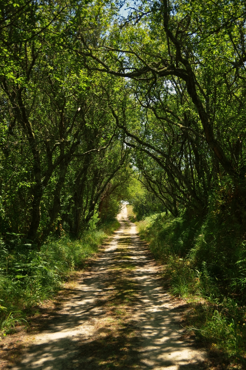 Camino al Faro