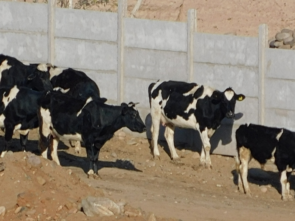 Ya vieron mucho del eclipse jajajaja, ahora ya van a guardarse para maana tempranito empezar a sacarles la leche, hummmm, que rico