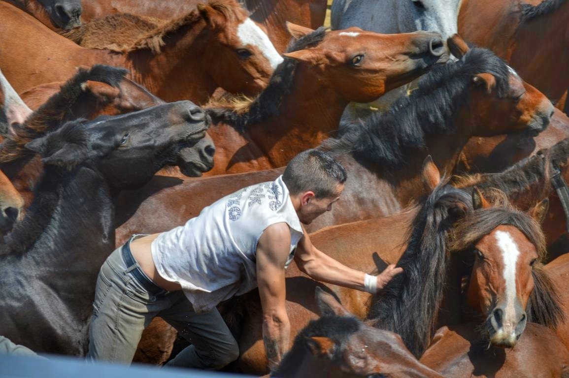 Rapa das Bestas de Sabucedo. A Estrada (pontevedra, Galicia) Festa de interese turstico internacional. Caballos