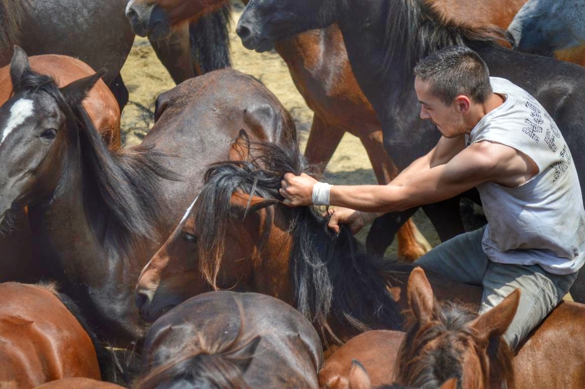 Rapa das Bestas de Sabucedo. A Estrada (pontevedra, Galicia) Festa de interese turstico internacional. Caballos