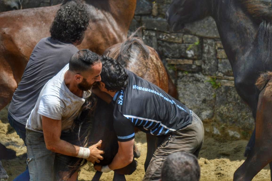 Rapa das Bestas de Sabucedo. A Estrada (pontevedra, Galicia) Festa de interese turstico internacional. Caballos
