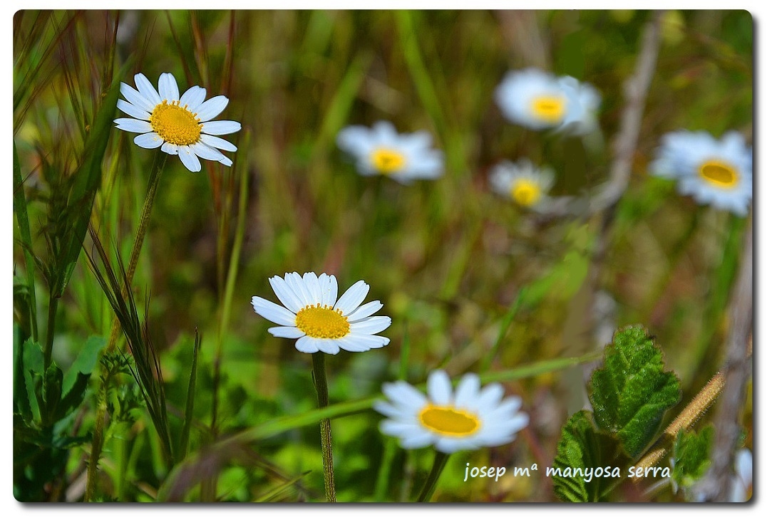 Margarides silvestres