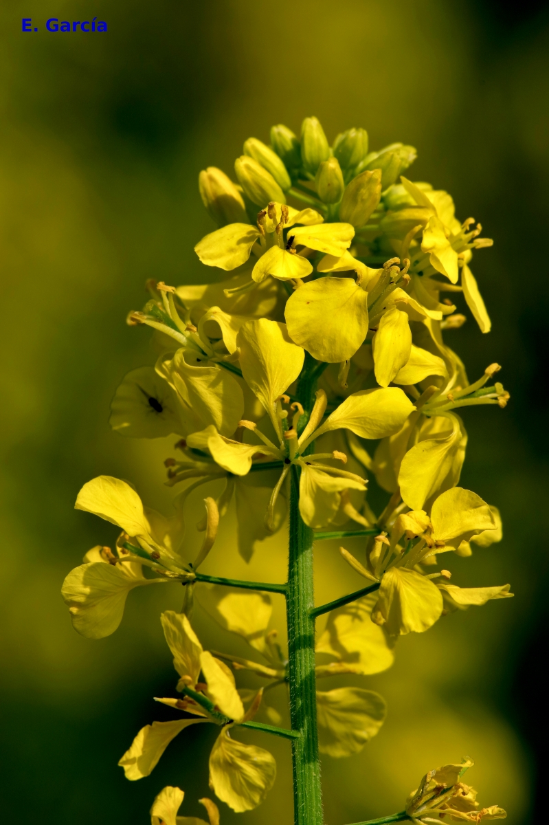Una flor cualquiera