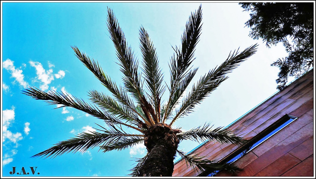 Palmera a contraluz.