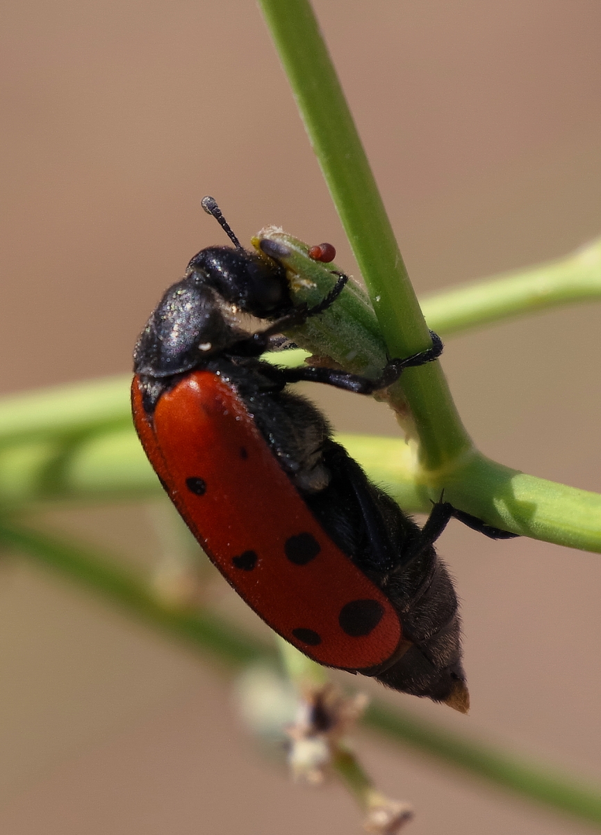 Escarabajo naranja III