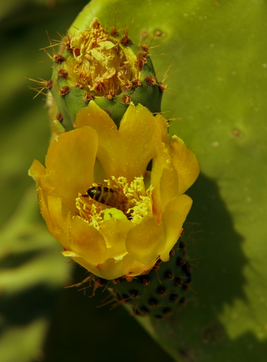 Flor de Chumbera