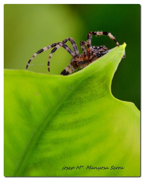 Aranya vegetariana