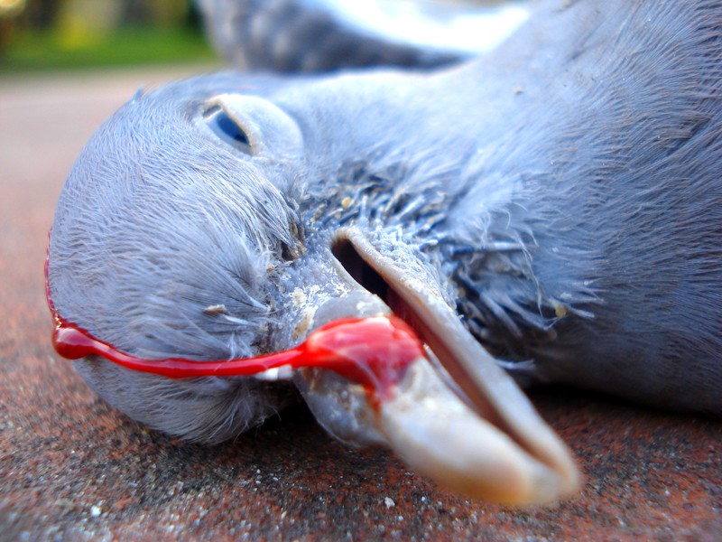 Naturaleza Muerta