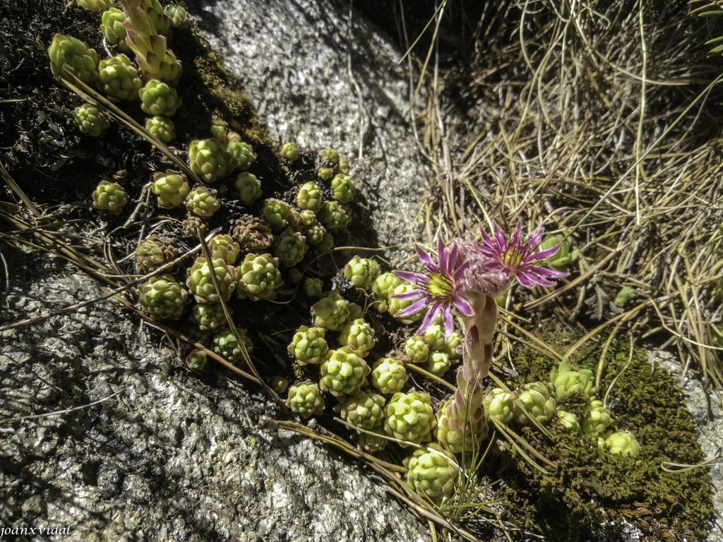 FLORA PIRENAICA