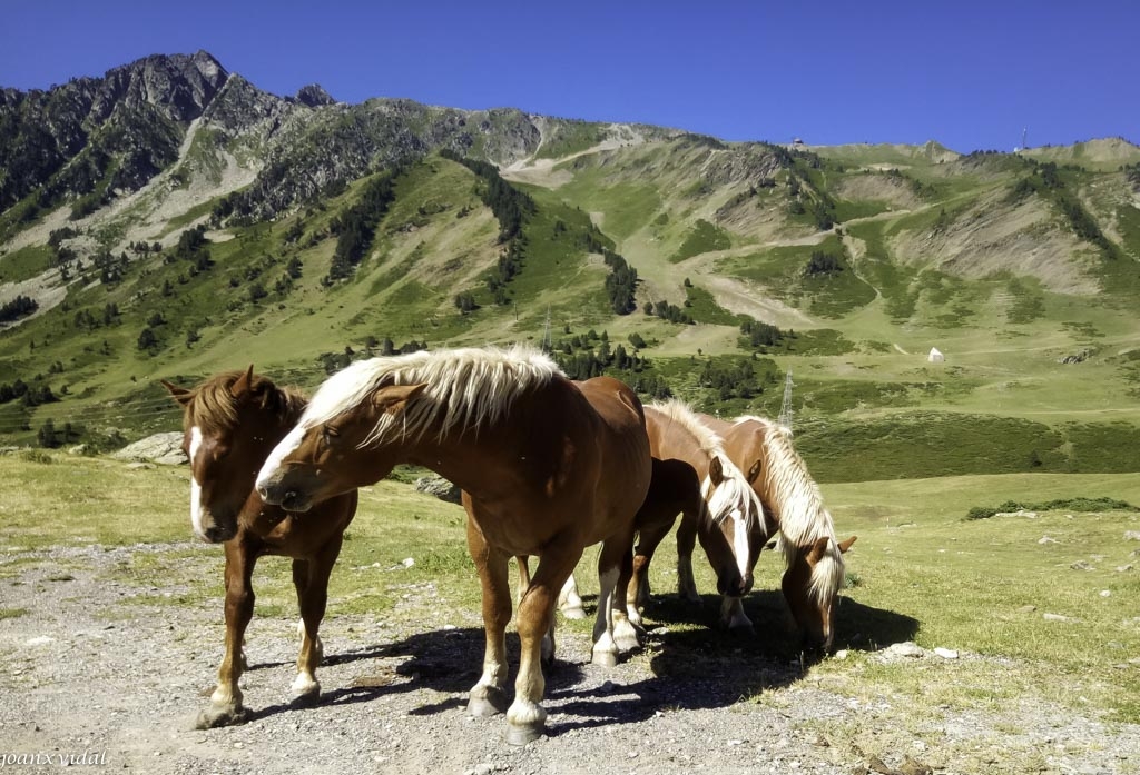 PASTURA DE CAVALLS