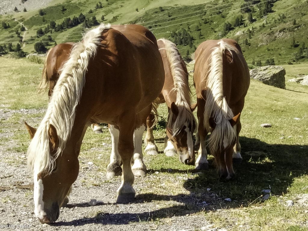 PASTURA DE CAVALLS