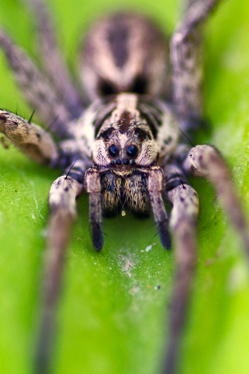 Retrato de Tarantula