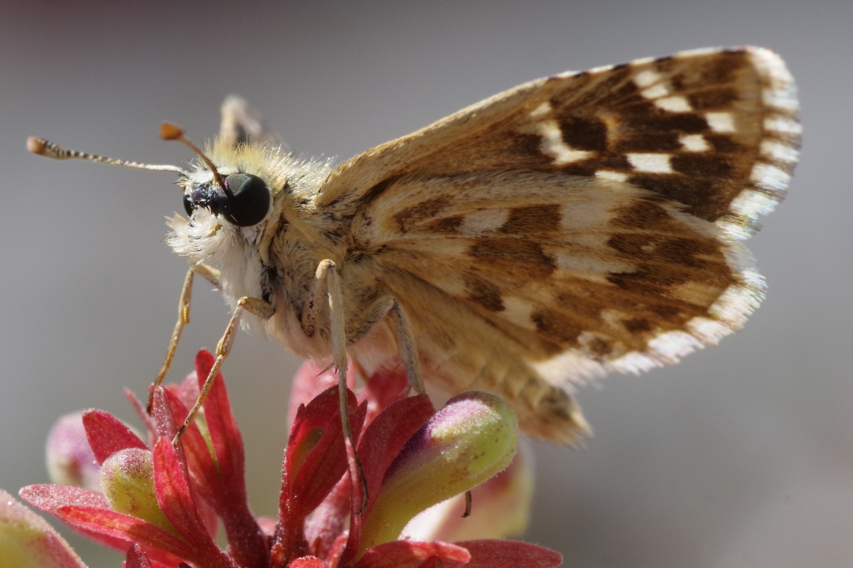 Mariposa desconocida V