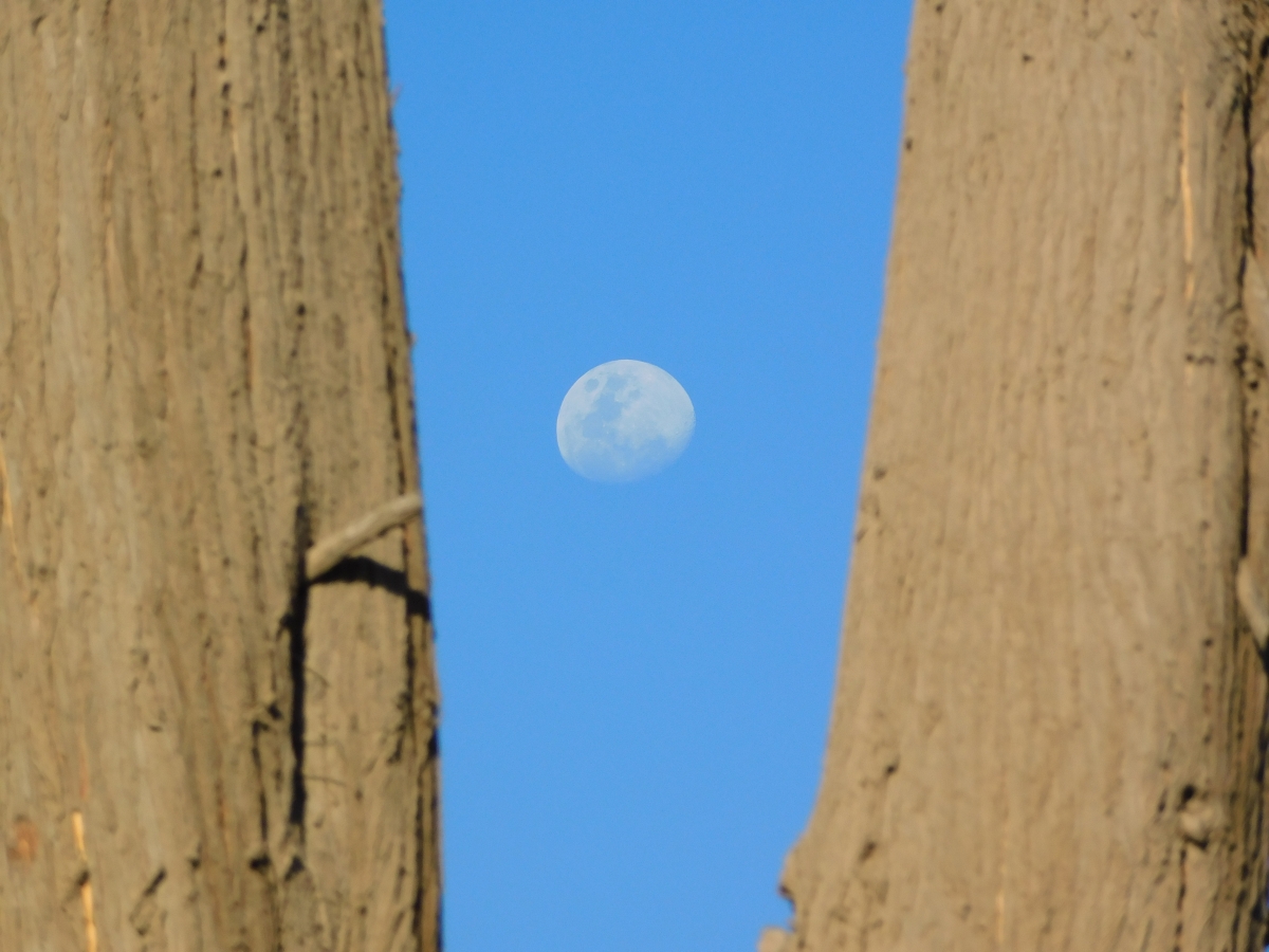 La luna entremedio de dos troncos secos