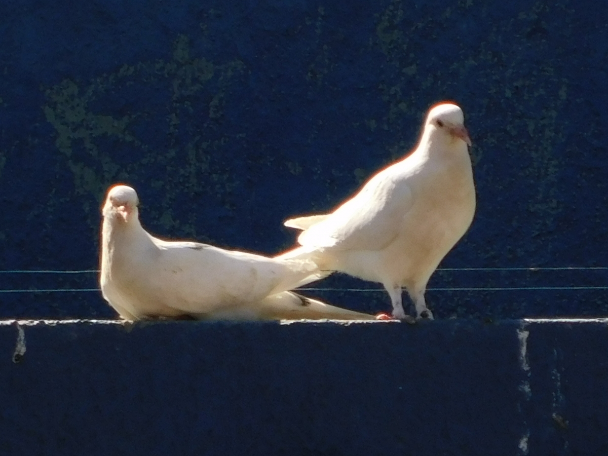 Ests palomitas blancas a pesar de la distancia solo posaron para la camara