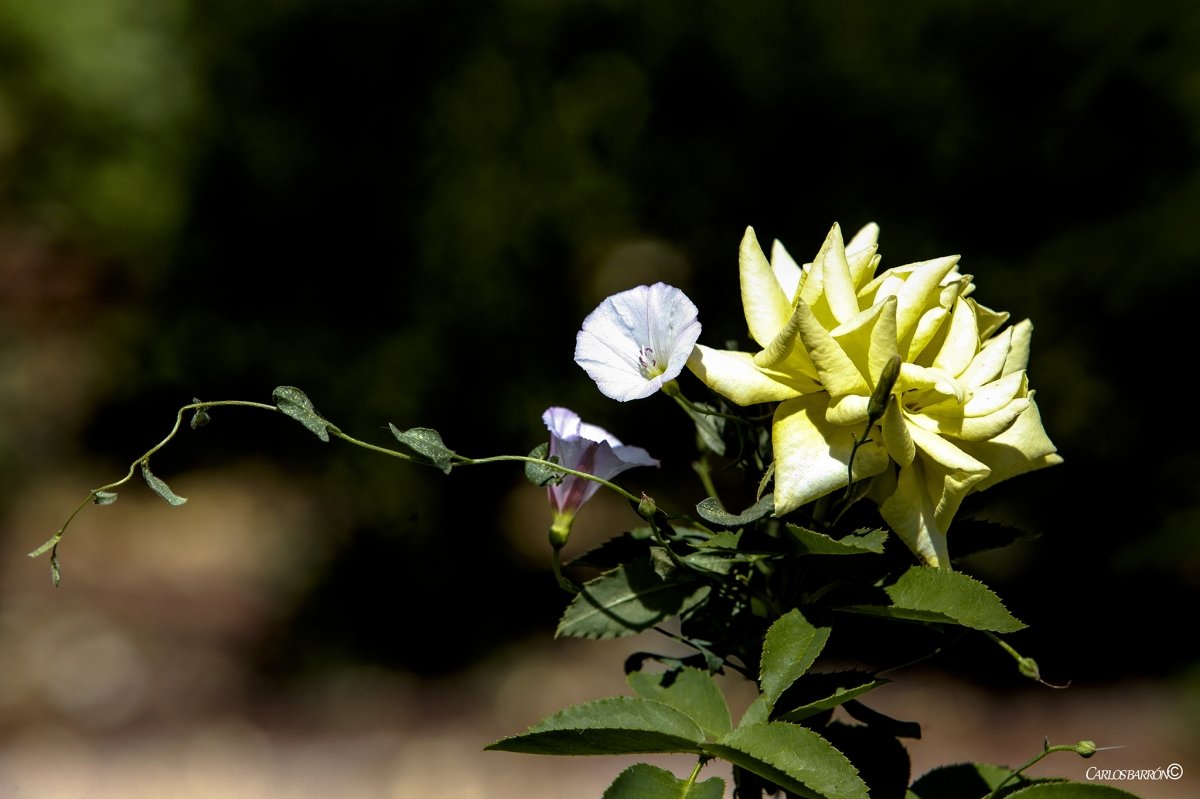 UNA ROSA CON CAMPANILLAS